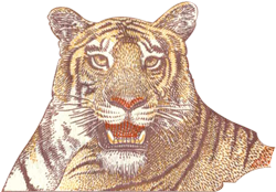 tiger-with-8-teeth-13